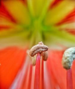 Close-up of insect on flower