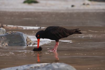 Bird drinking water in a lake