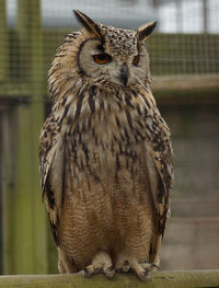 Close-up of owl perching on wood