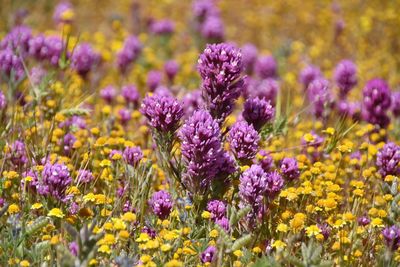 Close-up of purple flowering plants on field