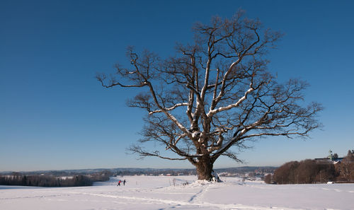 Bare tree on snow covered field against clear blue sky