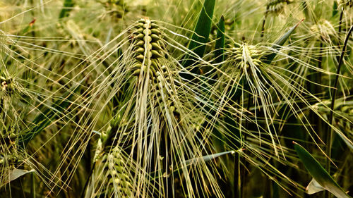Close-up of wheat growing on field