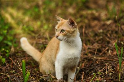 Cat sitting on a field