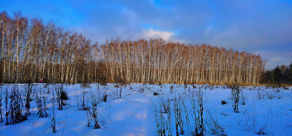 Panoramic view of trees in forest against sky during winter