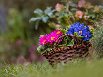 Close-up of purple flowering plant in basket