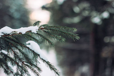 Close-up of pine tree branch during winter