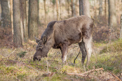 Lion in forest