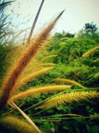 Scenic view of field