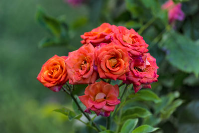 Close-up of rose bouquet