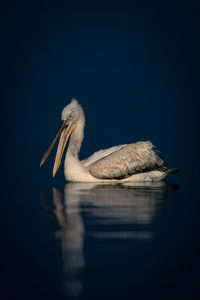 Close-up of pelican