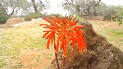 Close-up of orange flower on field