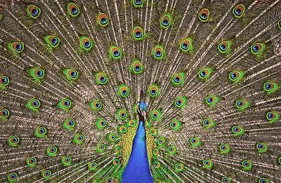 High angle view of peacock