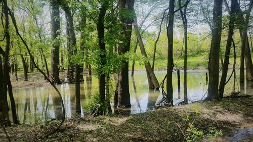 Scenic view of lake in forest