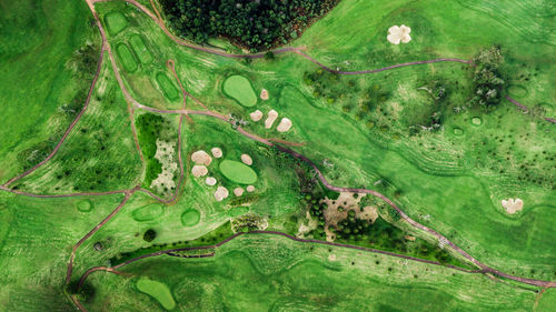 Drone top view of green grass golf field in madeira island 