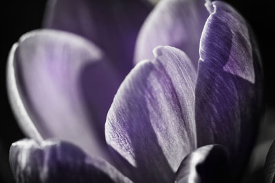 Close-up of purple crocus