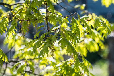 Close-up of fresh green leaves on plant