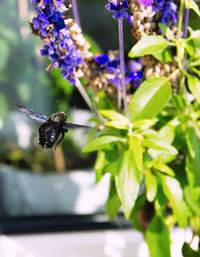 Close-up of bee pollinating on flower