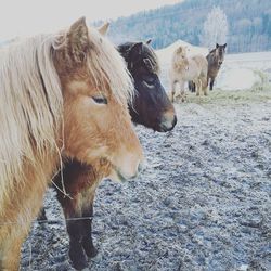 Close-up of horse