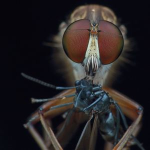 Close-up of damselfly on black background