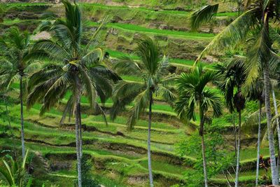 View of palm trees in field