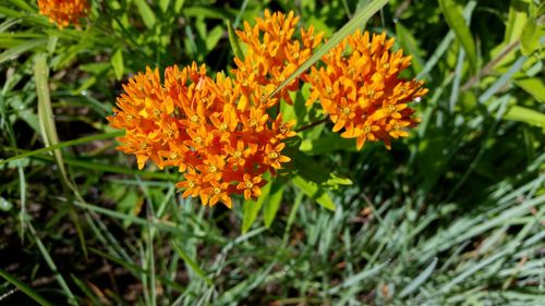 Close-up of yellow flowers blooming outdoors