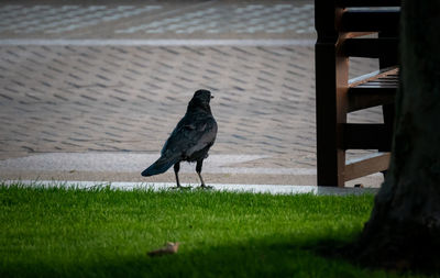 Bird perching on a land