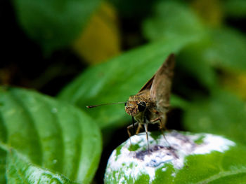 Close-up of butterfly on leaf