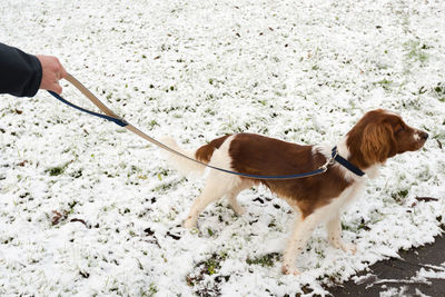 Dog on snow covered field 