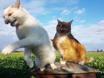 Cats sitting against sky