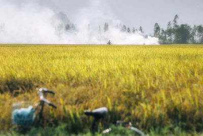 Scenic view of field against sky