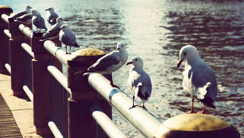 Birds in water