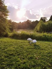 Swans on field against sky during sunset