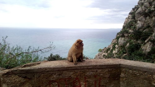 Monkey sitting on rock by sea against sky