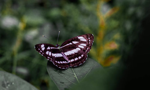 Close-up of butterfly on leaf