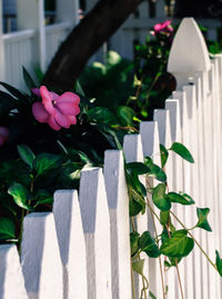 Close-up of pink flowers on wood