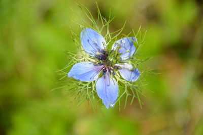 Close-up of butterfly on purple flower