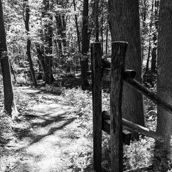 Wooden posts amidst trees in forest