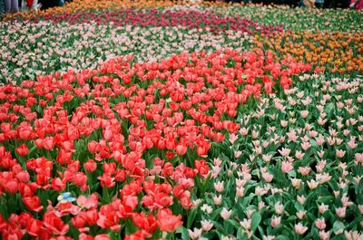 Full frame shot of red tulip flowers on field