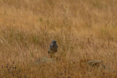 Bird perching on a field