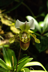 Close-up of white flowering plant