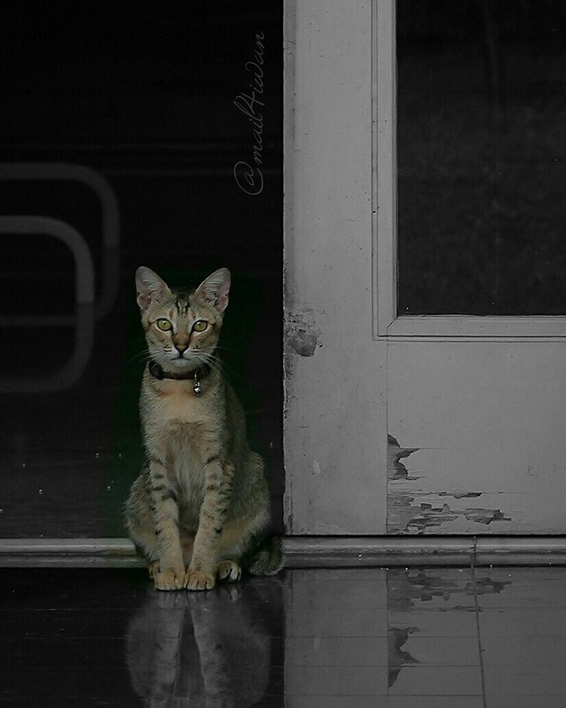 PORTRAIT OF CAT SITTING ON FLOOR