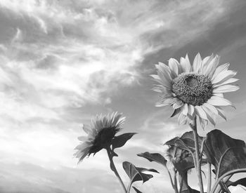 Close-up of flowering plant against sky