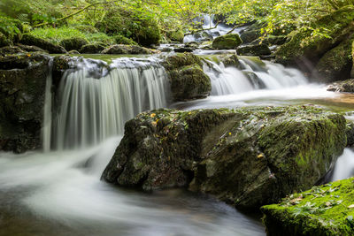 Scenic view of waterfall in forest