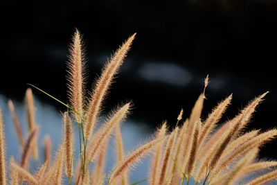 Close-up of stalks against sky