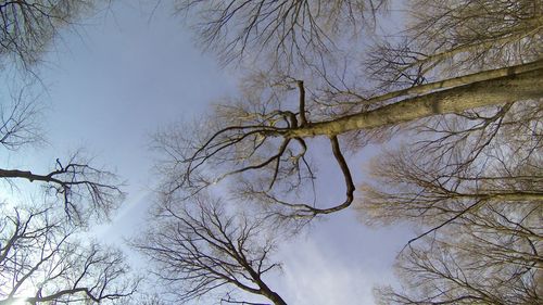 Low angle view of bare trees against sky