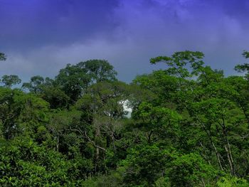Low angle view of trees against sky