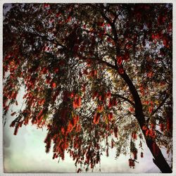 Trees in autumn