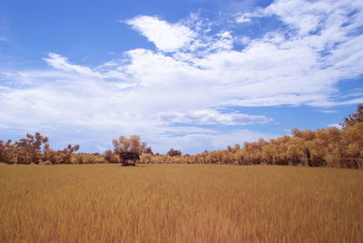 Scenic view of agricultural field against sky