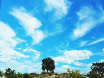 Low angle view of trees against blue sky