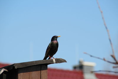 Low angle view of bird perching on tree